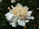 Ewelina peony photo