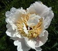 Ewelina peony photo