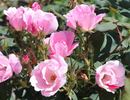 Blushing Knock Out rose photo