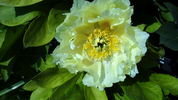 Yellow Heaven peony photo