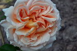 Dany Hahn ® rose photo