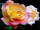 Jean d'Ormesson rose photo