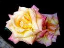 Jean d'Ormesson rose photo