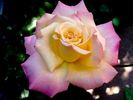 Jean d'Ormesson rose photo