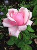 Duchesse de Vallombrosa rose photo