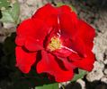Andersen rose photo
