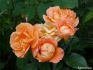 Agnieszka rose photo