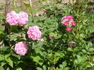 Duchesse de Bragance rose photo