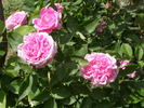 Duchesse de Bragance rose photo