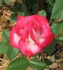 Double Take ™ rose photo