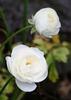 Lace Cascade rose photo