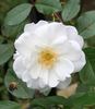 Lace Cascade rose photo