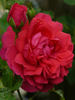 Mittsommermärchen rose photo