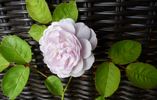 Freiburger Bächle rose photo