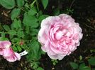 Duchesse de Bragance rose photo