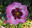 Eyeconic rose photo