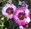 Eyeconic rose photo