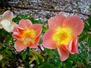 Rhodophile Gravereaux rose photo