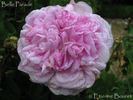 Belle Parade rose photo