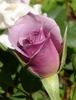 Dream Lover rose photo