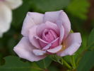 Dream Lover rose photo