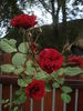 Fugue ® rose photo
