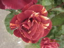 Rusty rose photo
