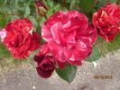 Rusty rose photo