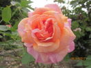 Spanish Rhapsody rose photo