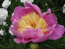 Antwerpen peony photo