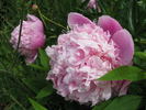Lady Anna peony photo