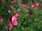 Fair Play ® rose photo
