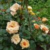 Paco Rabanne rose photo