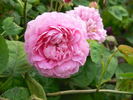 Madame Joséphine Guyet rose photo