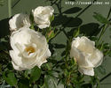 Casa Blanca rose photo