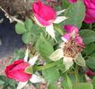 Ruby Voodoo rose photo