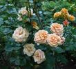 Paco Rabanne rose photo