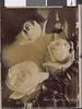 Lord Tarquin rose photo