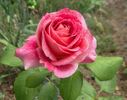 Exciting rose photo