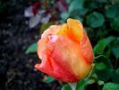 Barbara Hendricks rose photo