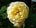Yellow Romantica™ rose photo