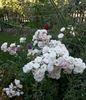 Crystal Fairy rose photo