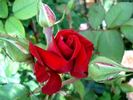 Georges Duboeuf rose photo