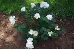 Edith de Murat rose photo
