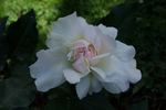 Edith de Murat rose photo
