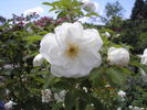Madame Georges Bruant rose photo