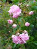The Fairy, Cl. rose photo