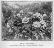 Belle Siebrecht rose photo