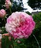 Unique Panachée rose photo