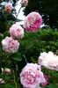 Unique Panachée rose photo